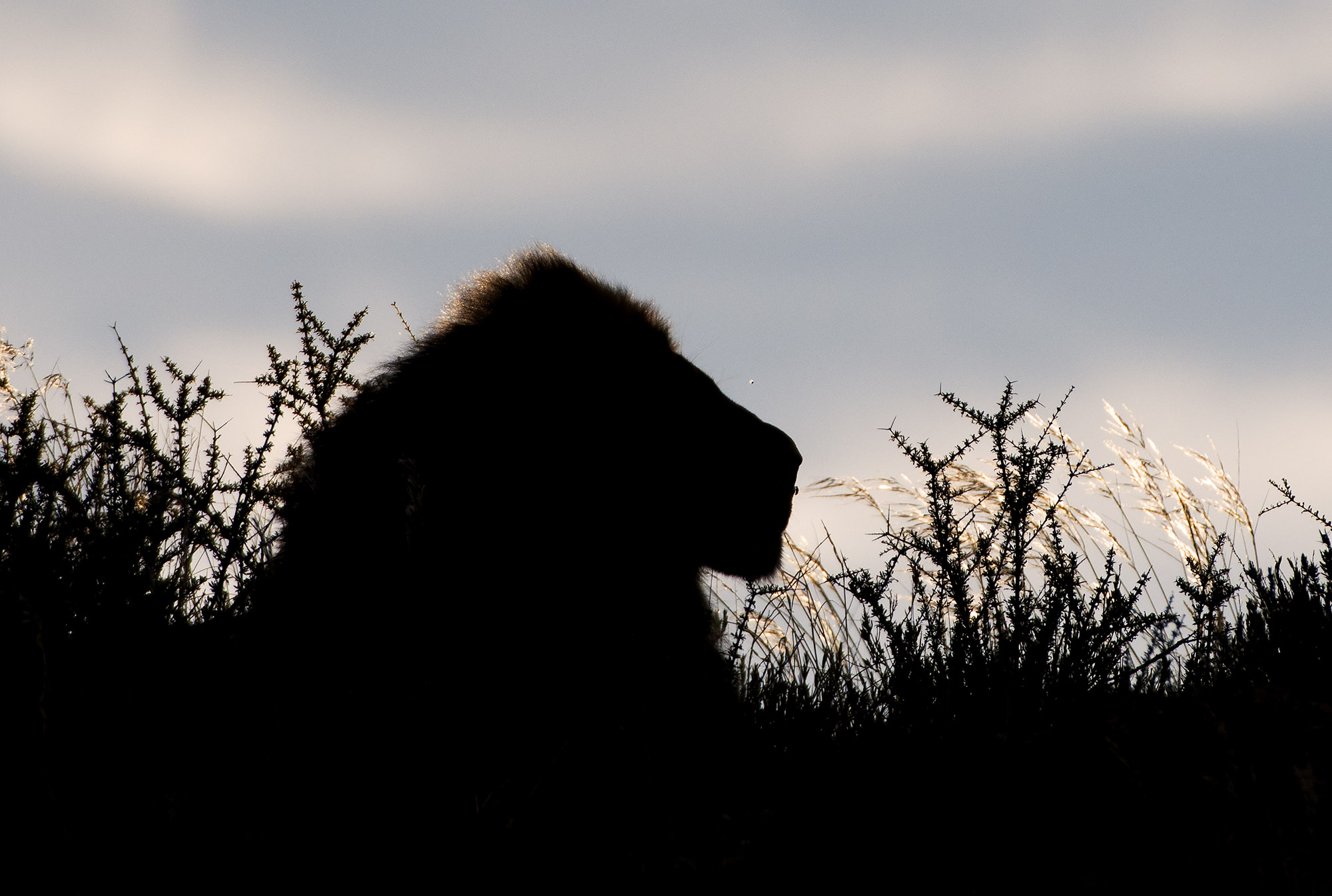 Siloet of Kgalagadi lion on a dune