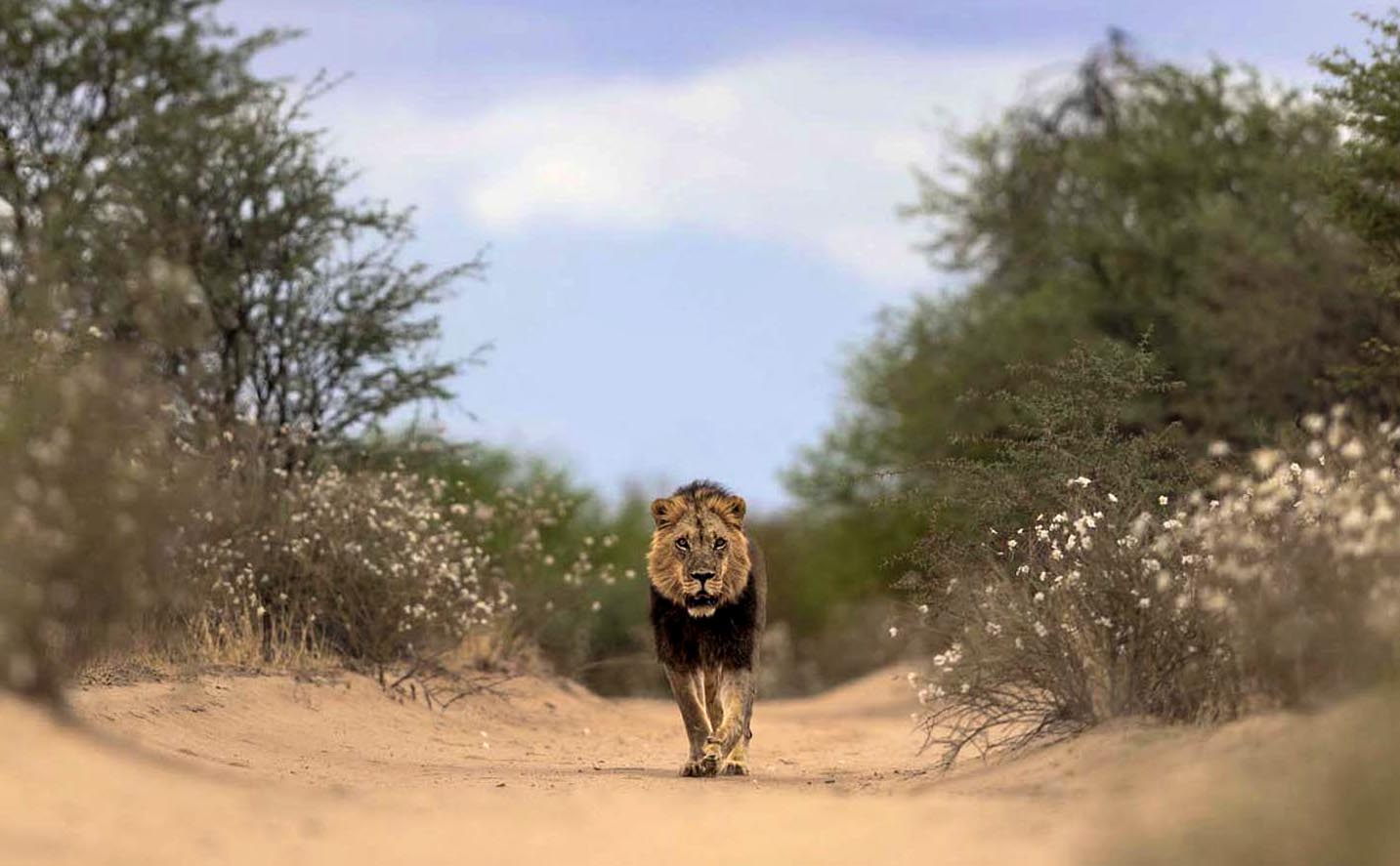 Wildlife photo competition. Hugh Mitchler