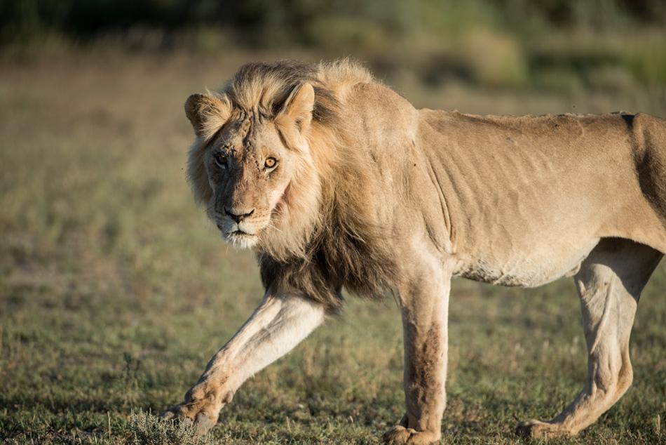 Kgalagadi Black mane Lion
