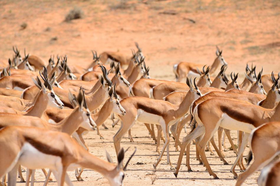 Kgalagadi Springbuck