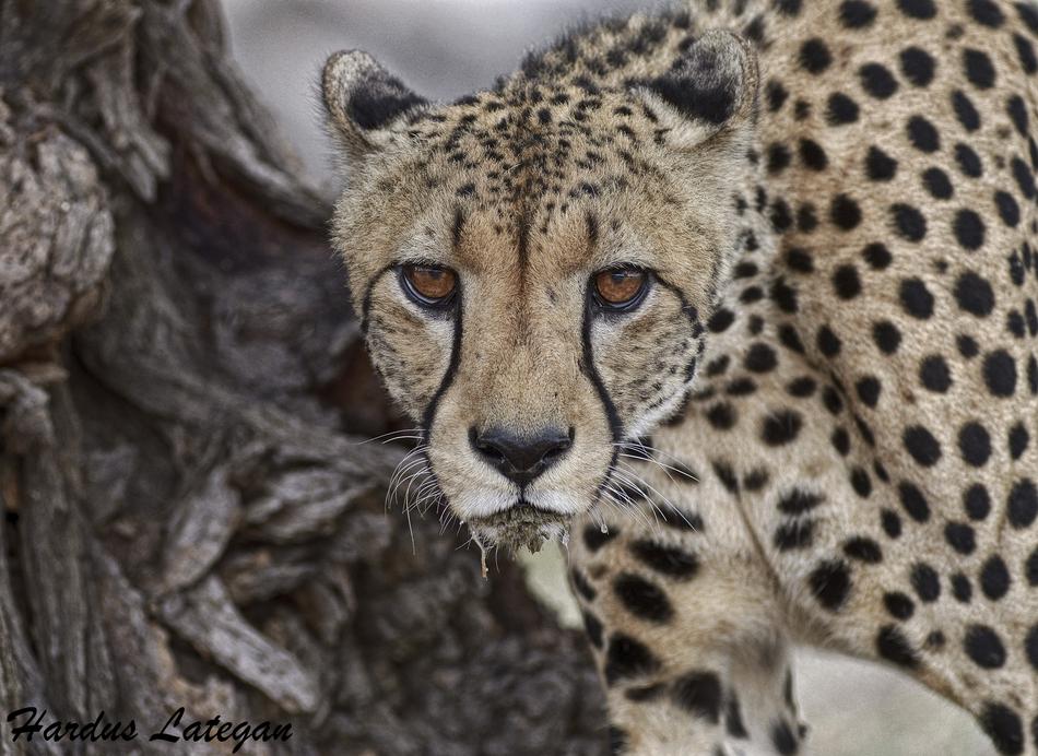 Kgalagadi cheetah