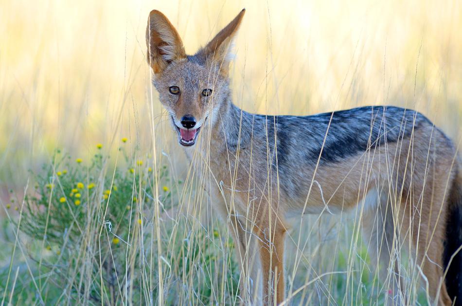 Black backed jackal